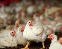 BRF compra Banvit, maior produtora de aves da Turquia