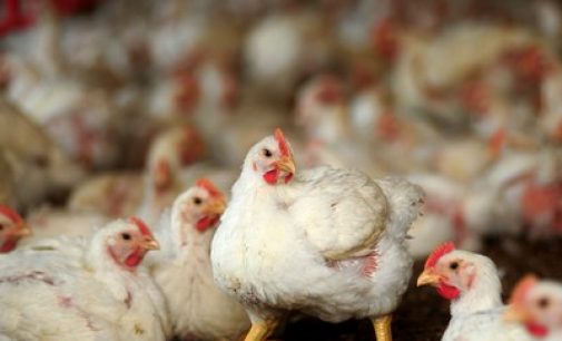 BRF compra Banvit, maior produtora de aves da Turquia