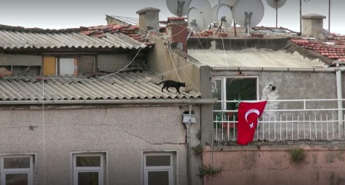 Estreia no Brasil o filme turco ” Gatos “