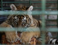 Animais resgatados de zoológico de Aleppo receberão cuidados na Turquia