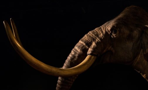 Fazendeiro turco desenterra maxilar fossilizado de mamute de 8 milhões de anos