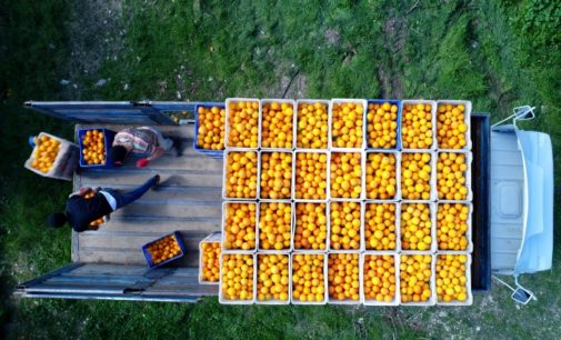Rússia devolve 370 toneladas de tangerinas da Turquia devido a pragas