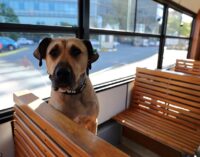 O melhor amigo dos passageiros: Boji, o cão, torna-se uma celebridade na Turquia
