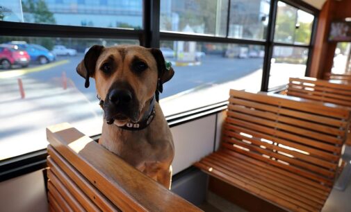 O melhor amigo dos passageiros: Boji, o cão, torna-se uma celebridade na Turquia