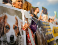 Milhares de turcos protestam contra lei controversa para remover cães de rua