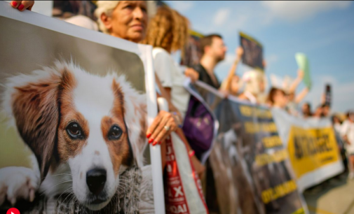 Milhares de turcos protestam contra lei controversa para remover cães de rua