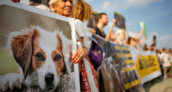 Milhares de turcos protestam contra lei controversa para remover cães de rua